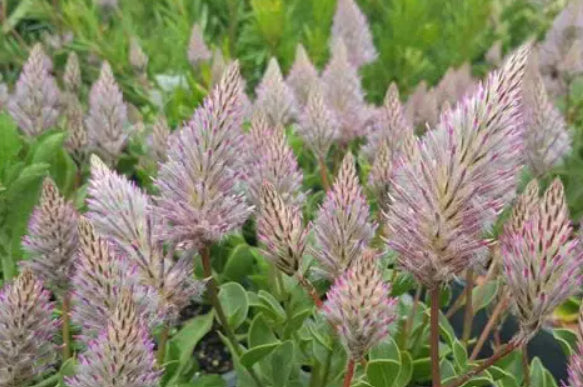 Ptilotus exaltatus Phoenix