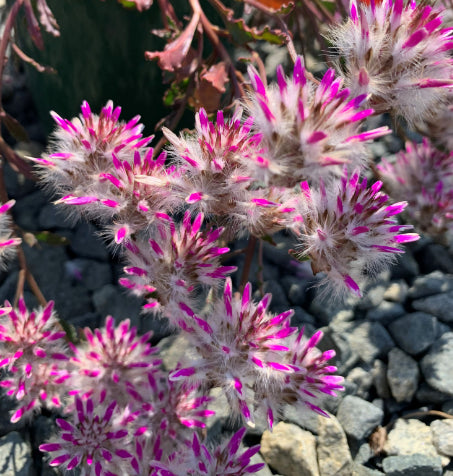 Ptilotus manglesii Rosie
