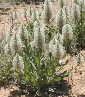 Ptilotus nobilis