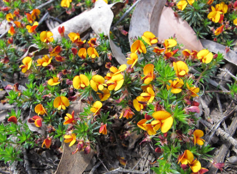 Pultenaea pedunculata