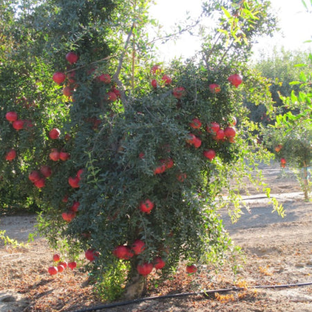 Punica granatum Mollar de Elche Pomegranate