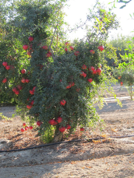 Punica granatum Mollar de Elche Pomegranate