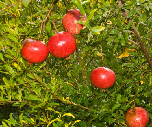 Punica granatum Wonderful Pomegranate