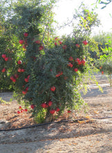 Load image into Gallery viewer, Punica granatum Wonderful Pomegranate
