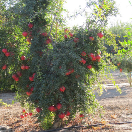 Punica granatum Wonderful Pomegranate