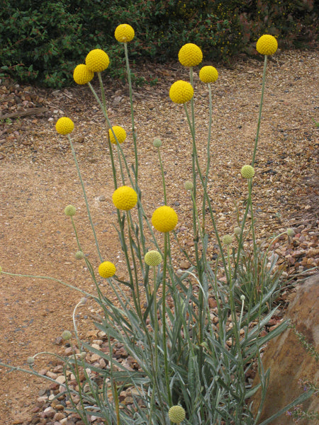 Pycnosorus globosus Billy Buttons