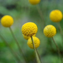 Load image into Gallery viewer, Pycnosorus globosus Billy Buttons
