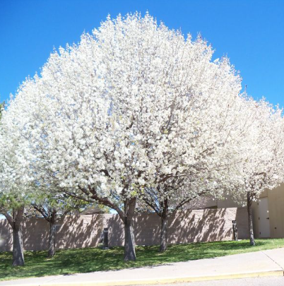 Pyrus calleryana Aristocrat