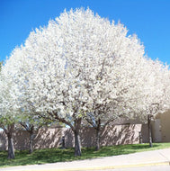 Pyrus calleryana Aristocrat