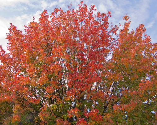 Pyrus calleryana Aristocrat