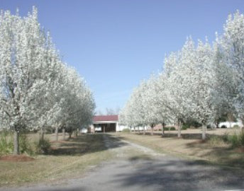 Pyrus calleryana Capital