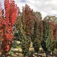 Pyrus calleryana Mini Capital Pear