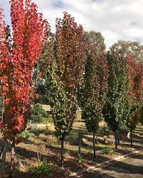 Pyrus calleryana Capital Dwarf