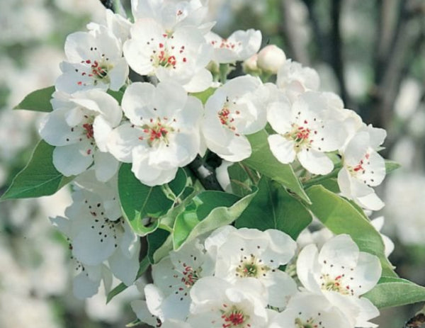 Pyrus calleryana Chanticleer