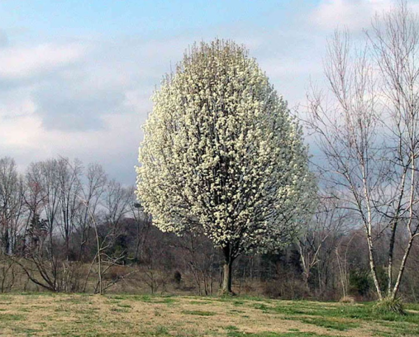 Pyrus calleryana Chanticleer