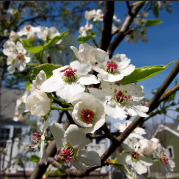 Pyrus calleryana Cleveland Select