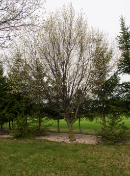 Pyrus calleryana Cleveland Select