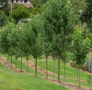 Pyrus calleryana Edgedell