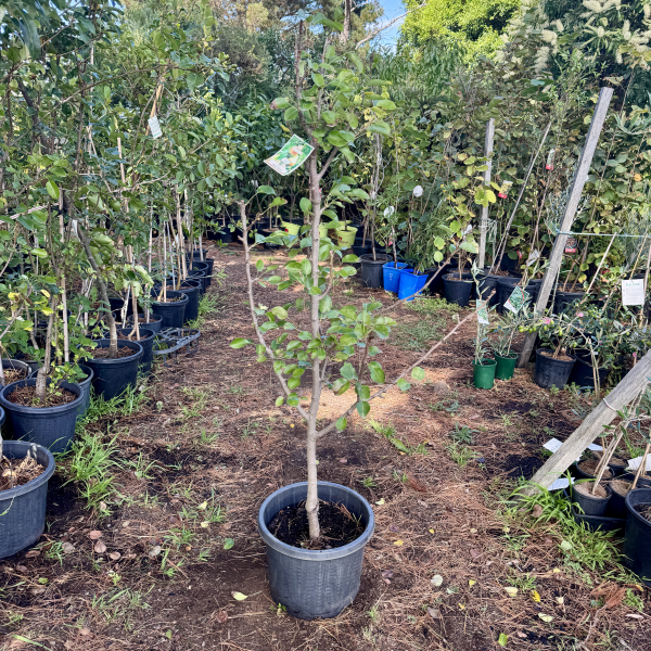 Pyrus Communis Baby Face Pear
