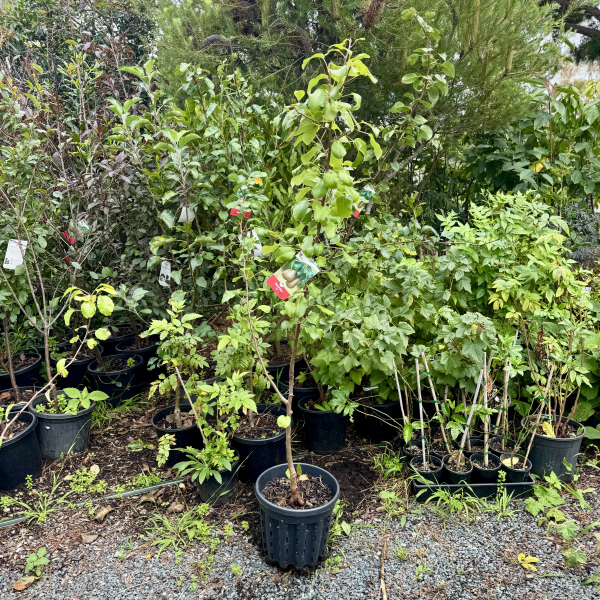 Pyrus communis Beurre Bosc Pear