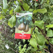 Load image into Gallery viewer, &#39;Beurre Bosc&#39; Pear - Pyrus communis
