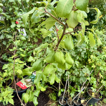 Load image into Gallery viewer, &#39;Beurre Bosc&#39; Pear - Pyrus communis
