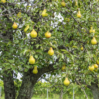 Pyrus communis Beurre Bosc Pear