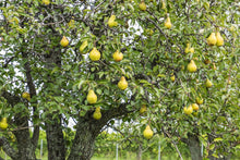 Load image into Gallery viewer, &#39;Beurre Bosc&#39; Pear - Pyrus communis
