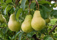 Pyrus communis Josephine De Malines Dwarf Pear