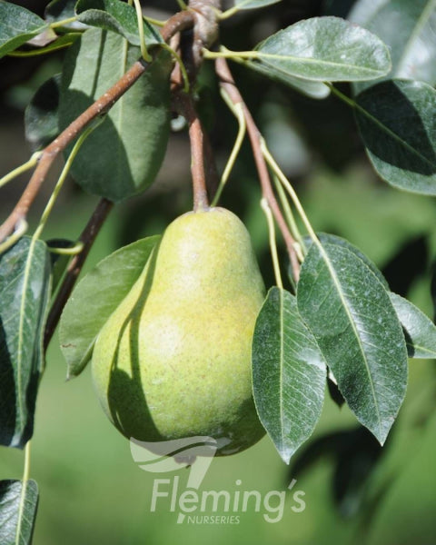 'Packham Triumph' Pear - Pyrus communis