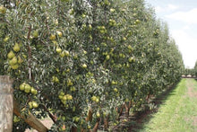 Load image into Gallery viewer, Pyrus communis Packham Triumph Dwarf (Pear)
