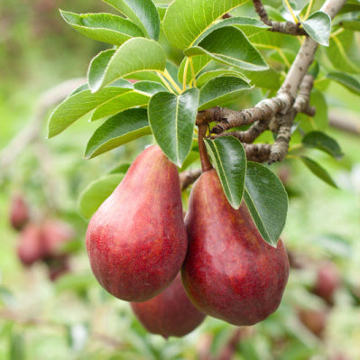 Pyrus communis Sensation Pear