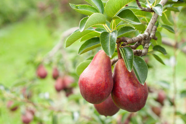 Pyrus communis Sensation (Pear)