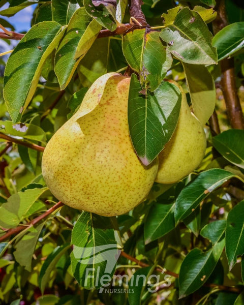 Pyrus communis Williams (Pear)