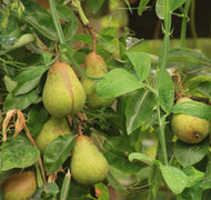 Pyrus communis Williams Bon Chretien Pear