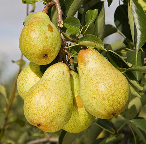 Williams Bon Chretien Dwarf Pear