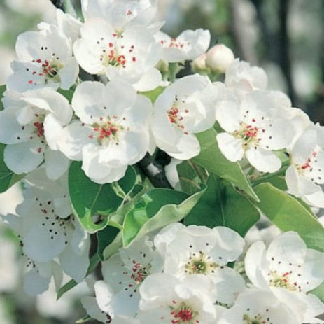 Pyrus nivalis Snow Pear