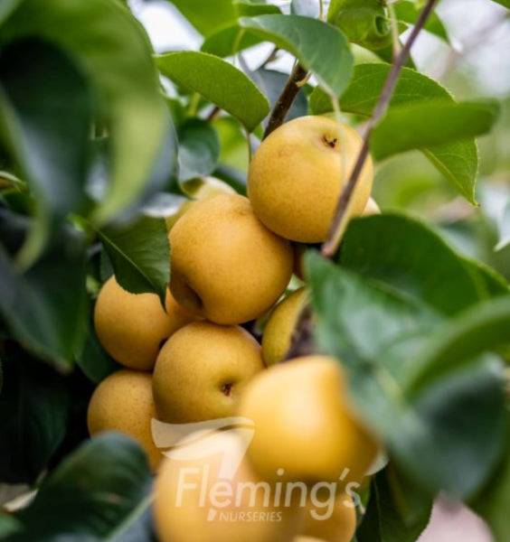 Pyrus pyrifolia Shinseiki Pear