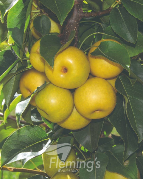 Pyrus pyrifolia Nashi Nijisseiki 20th Century (Pear)