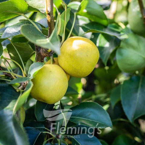 Pyrus pyrifolia Nijisseiki Nashi Pear