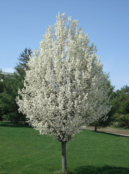 Pyrus ussuriensis - Manchurian Pear