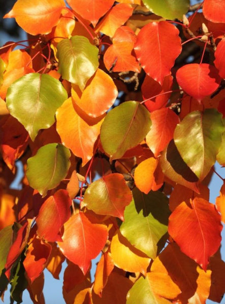 Pyrus ussuriensis - Manchurian Pear