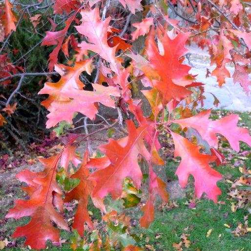 Querus palustris Pin Oak