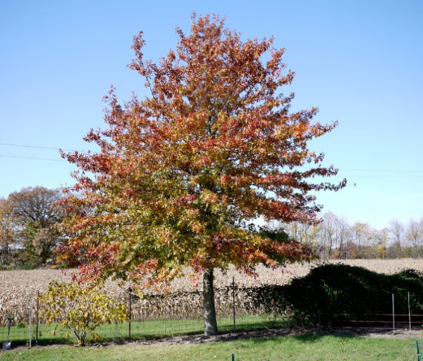Querus palustris Pin Oak