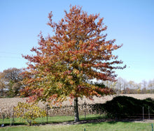 Load image into Gallery viewer, Querus palustris Pin Oak
