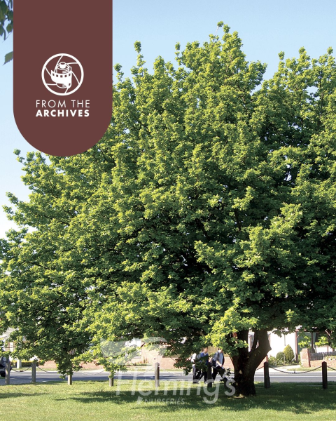 Quercus robur