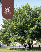 Load image into Gallery viewer, Quercus robur
