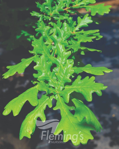 Quercus robur