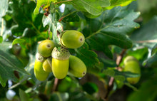 Load image into Gallery viewer, Quercus robur

