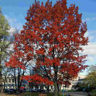 Red Oak